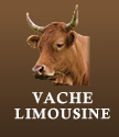 VACHE LIMOUSINE