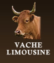 VACHE LIMOUSINE
